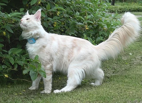 catdontuseagain