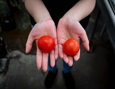 genetomatoDONTUSEAGAIN