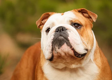 English Bulldog dog