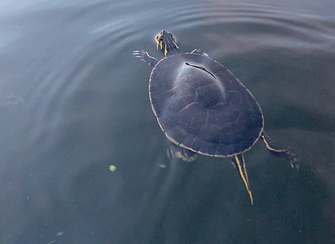 PaintedTurtleOneTimeOnly