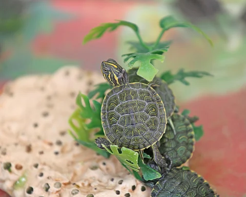 turtle