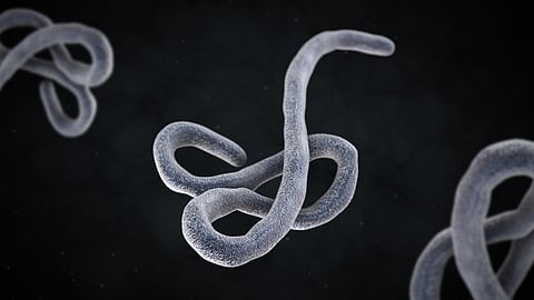 Ebola virus