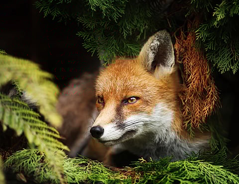 fox