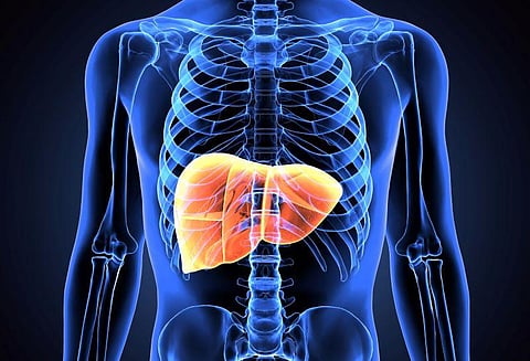 liver