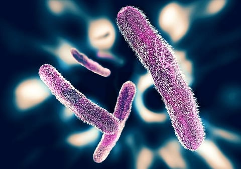 shigella