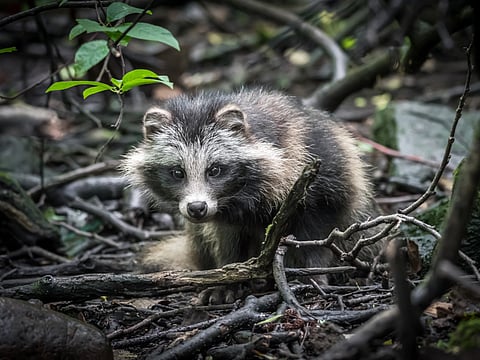 raccoon dog