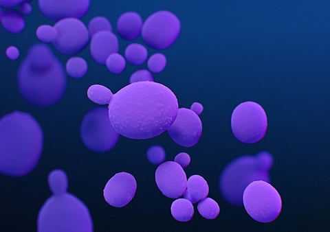 medical illustration of Candida auris