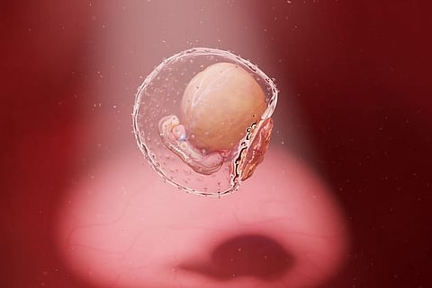 embryo