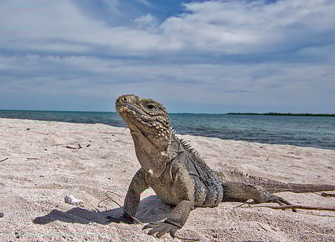 iguana