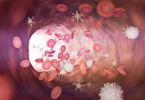 white blood cells