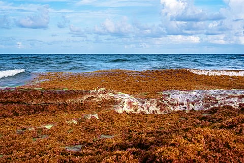 sargassum