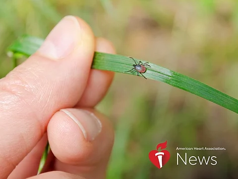 AHA News: Mucho ojo con las garrapatas: Los diminutos insectos pueden transmitir la enfermedad de Lyme, un peligro al corazón