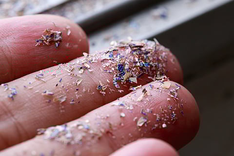 Mouse Study Shows Microplastics Migrating From Gut to Other Organs