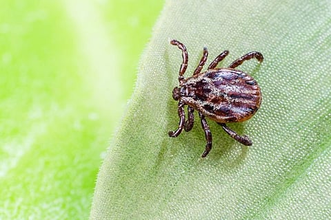 CDC: Three People Have Died From Rocky Mountain Spotted Fever in New Outbreak