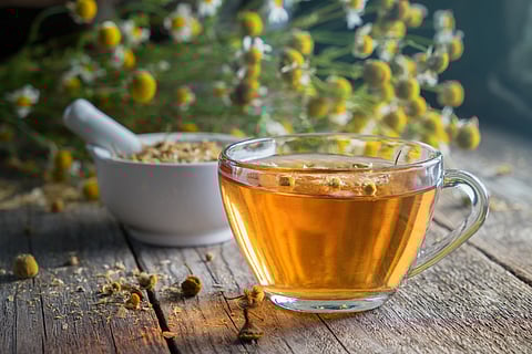 chamomile