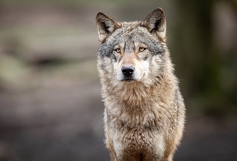 wolf