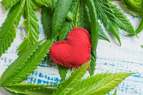 AHA: Daily Marijuana Use Linked to Incident Heart Failure