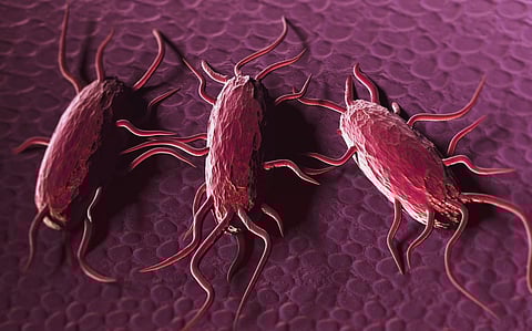 Listeria Outbreak Tied to Peaches, Plums Results in One Death, 10 Hospitalizations