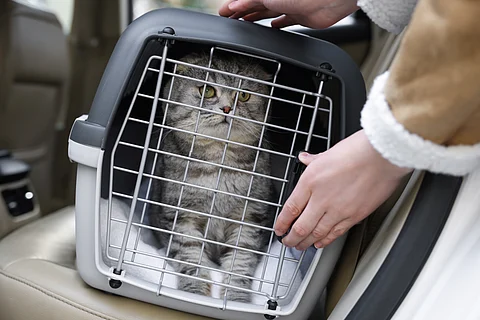 Hate Driving Your Cat to the Vet? FDA Just Approved a Drug for That