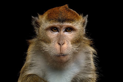 Macaque monkey