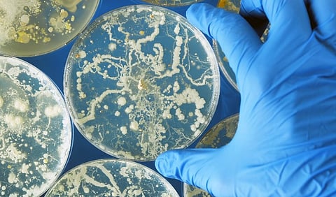 Fewer Cases of Fungal Diseases Coincided With Start of COVID-19