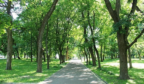 Residential Greenness Tied to Increased Bone Density, Lower Osteoporosis Risk