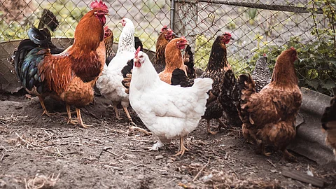 chickens