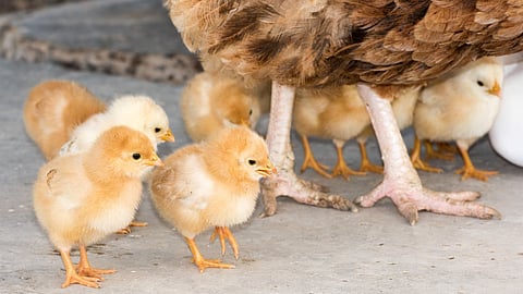 chickens poultry salmonella