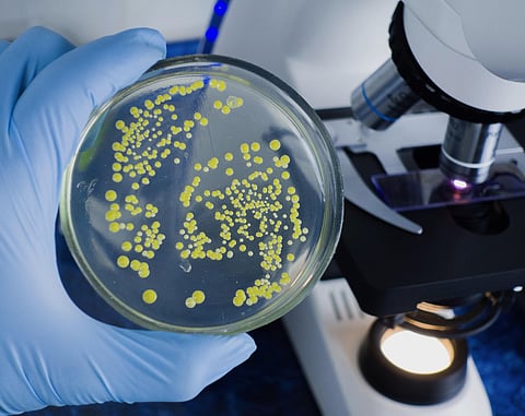 Laboratorio de microbios bacterianos