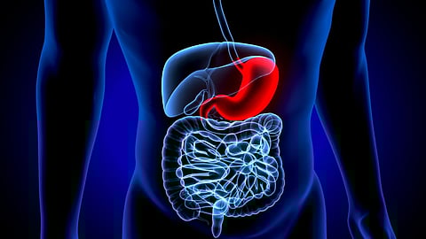 digestive gastrointestinal stomach
