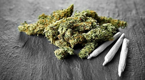 cannabis marijuana