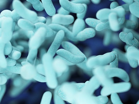 bacteria
