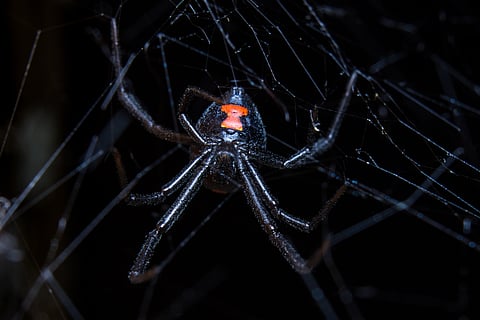 Black widow spider