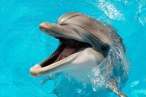 bottlenose dolphin