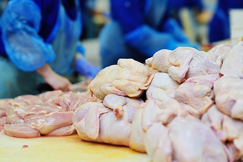 aves de corral pollo