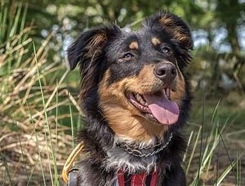 Former rescue dog Shola