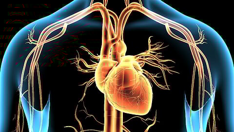 heart cardiovascular