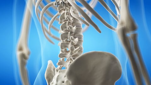 spinal spine