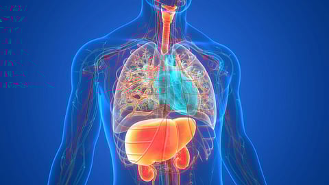 liver kidneys heart