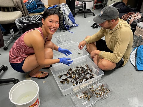 Study authors Ho Yan Yeung and Thomas Koch with batch of cone snails