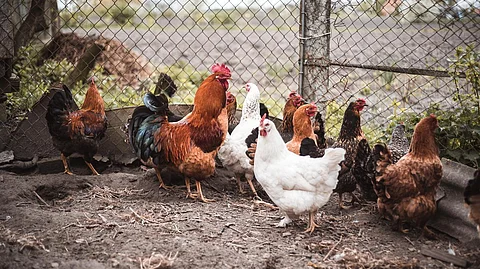 Las gallinas y el gallo deambulan por el patio de una pequeña granja rural