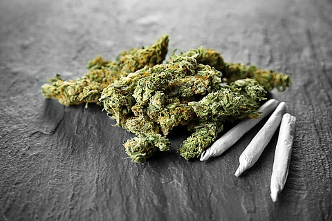 Heap of weed buds and cigarettes on dark background