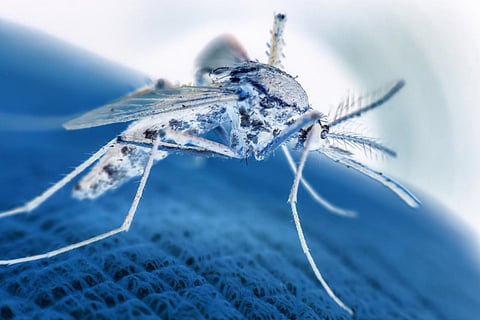 Macro de mosquito (Aedes aegypti) chupando sangre de cerca en la piel humana. El mosquito es portador de la malaria, la encefalitis, el dengue y el virus del Zika