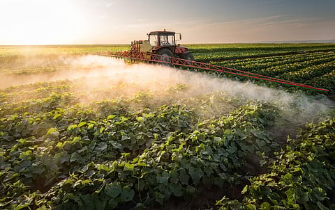 Farmer on a tractor with a sprayer makes fertilizer for young vegetables