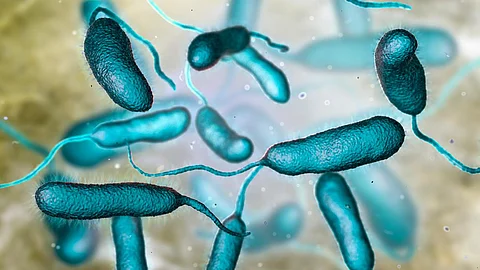 Las infecciones por bacterias carnívoras se están propagando a nuevas áreas