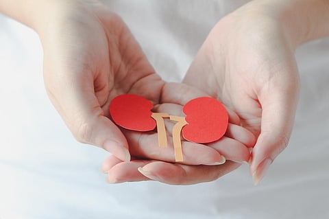kidneys