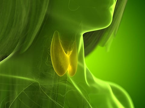 Ilustración médicamente precisa en 3D de la glándula tiroides de una mujer