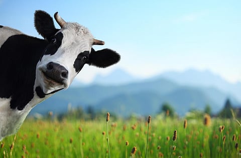 cow