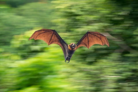 Bat flying isolated on green background