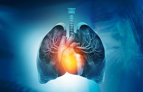 Lungs,Heart Anatomy on blues background. 3d illustration